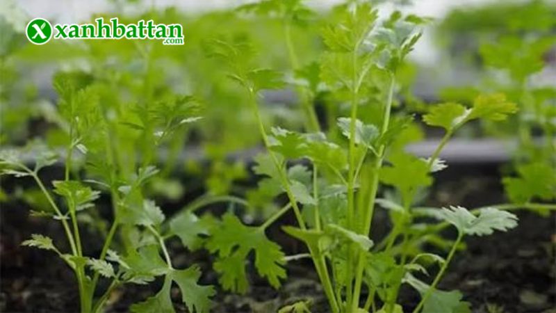 Hạt giống cây rau ngò là gì?