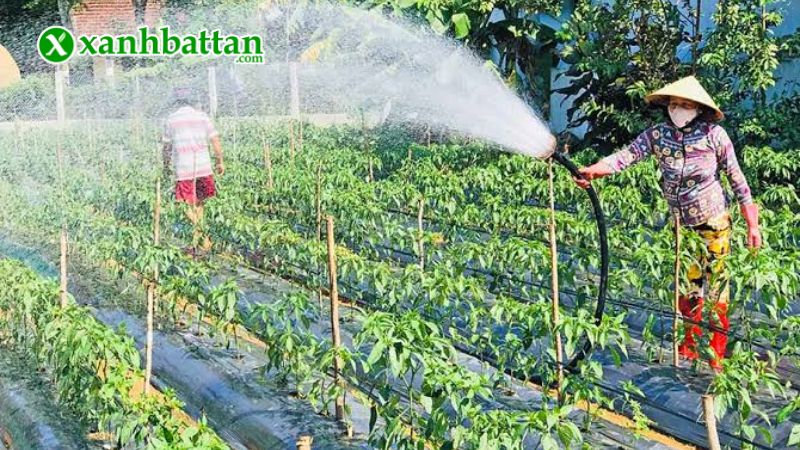 Hướng dẫn cách gieo trồng và bảo quản hạt giống cây ớt chỉ thiên