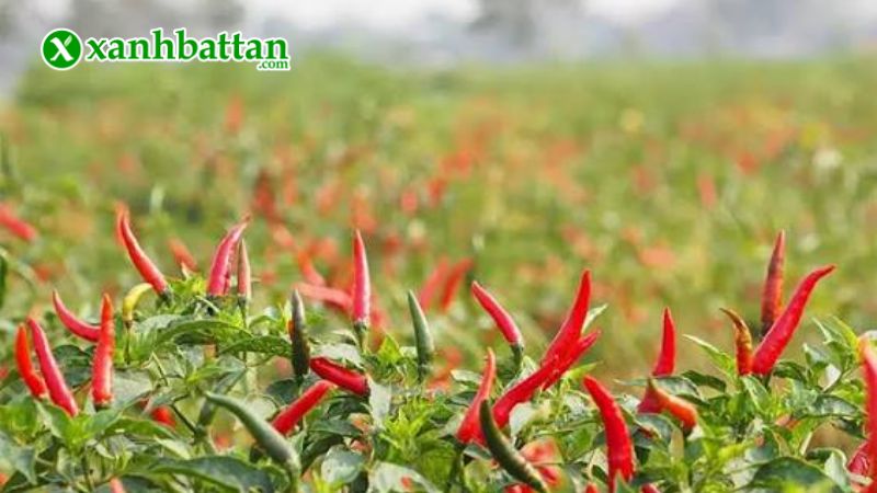 Hạt giống cây ớt chỉ thiên là gì?