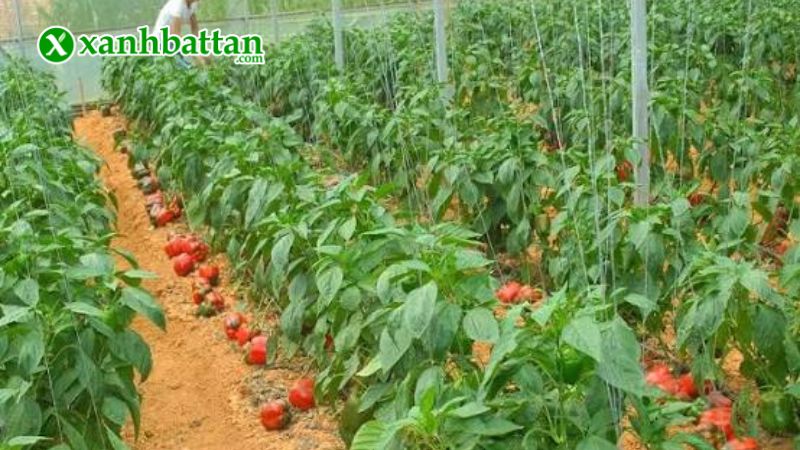 Hướng dẫn cách gieo trồng và bảo quản hạt giống cây ớt chuông