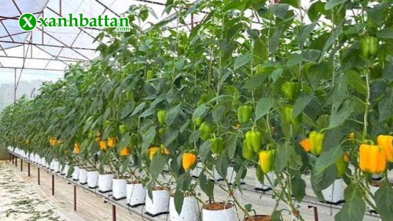 Hạt giống cây ớt chuông là gì?
