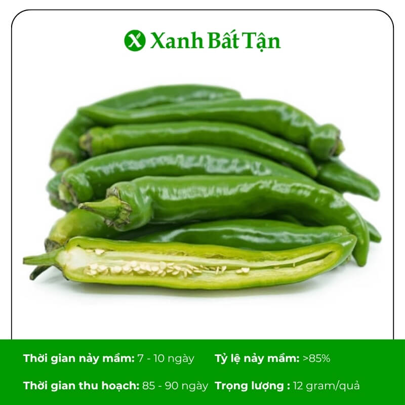 Hạt giống ớt xanh Hàn Quốc