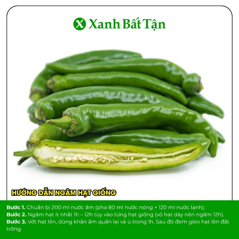 Hạt giống ớt Hàn Quốc Phú Nông