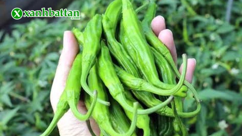 Hạt giống cây ớt Hàn Quốc - Phú Nông là gì?