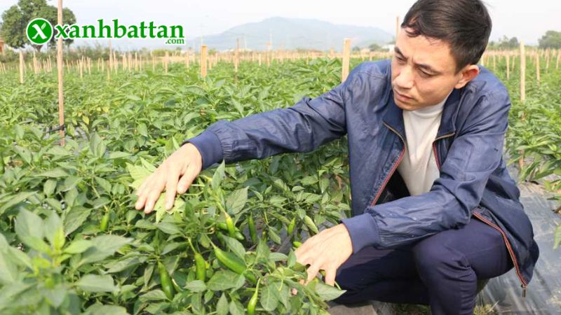 Hướng dẫn cách gieo trồng và bảo quản hạt giống cây ớt Hàn Quốc