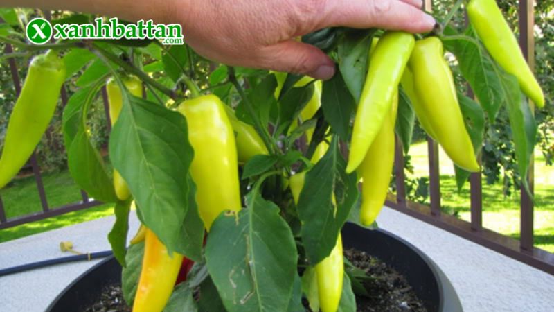 Hướng dẫn cách gieo trồng và bảo quản hạt giống cây ớt sừng vàng Châu Phi Africa