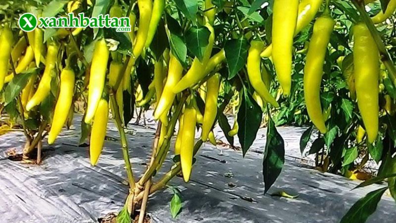 Hạt giống cây ớt sừng vàng Châu Phi Africa là gì?