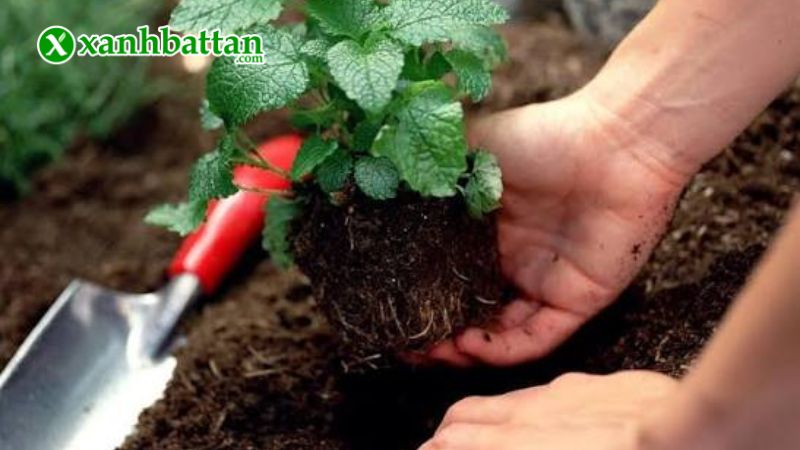Hướng dẫn cách gieo trồng và bảo quản hạt giống cây ớt xiêm