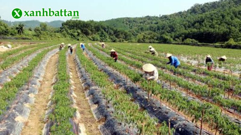 Hạt giống cây ớt xiêm là gì?