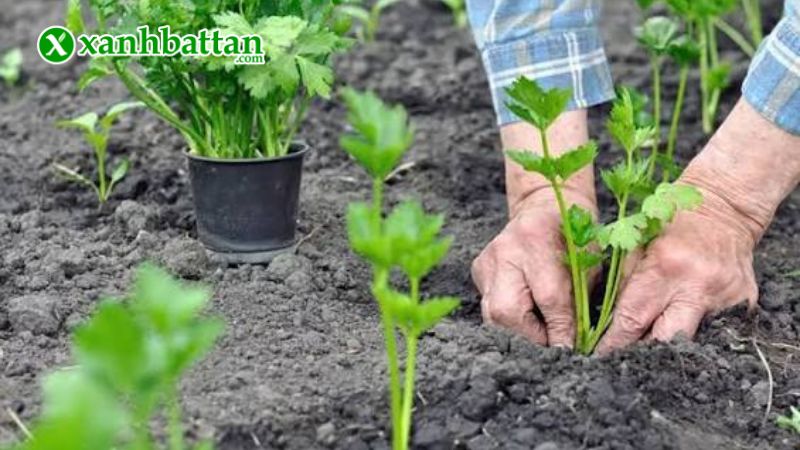Hướng dẫn cách gieo trồng và bảo quản hạt giống cây rau cần
