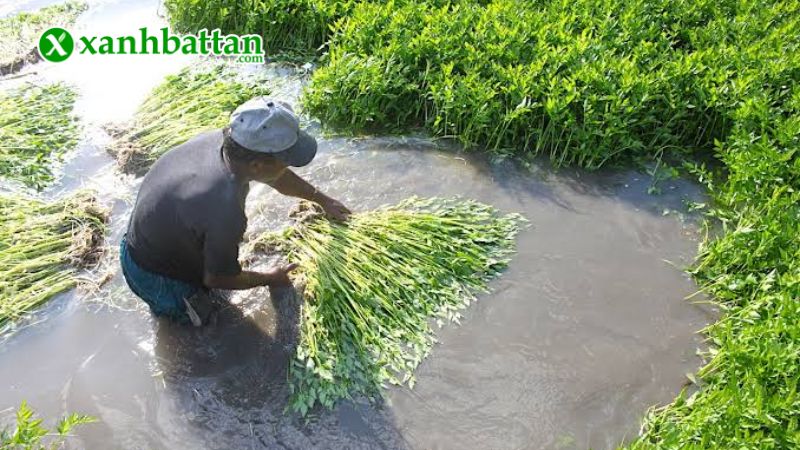 Hạt giống cây rau cần vàng Pháp là gì?