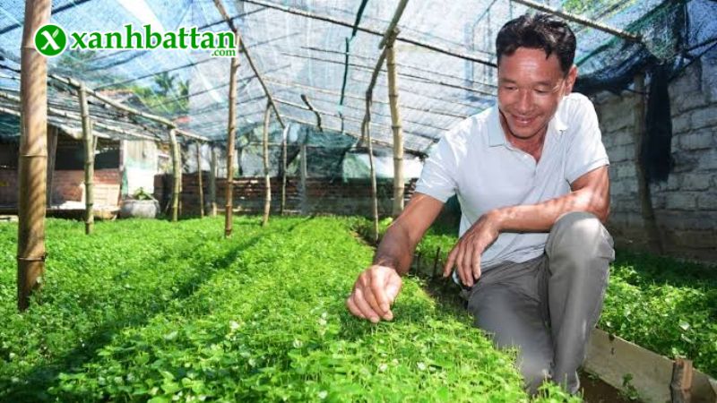 Hướng dẫn cách gieo trồng và bảo quản hạt giống rau càng cua