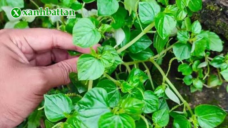 Hạt giống cây rau càng cua là gì?