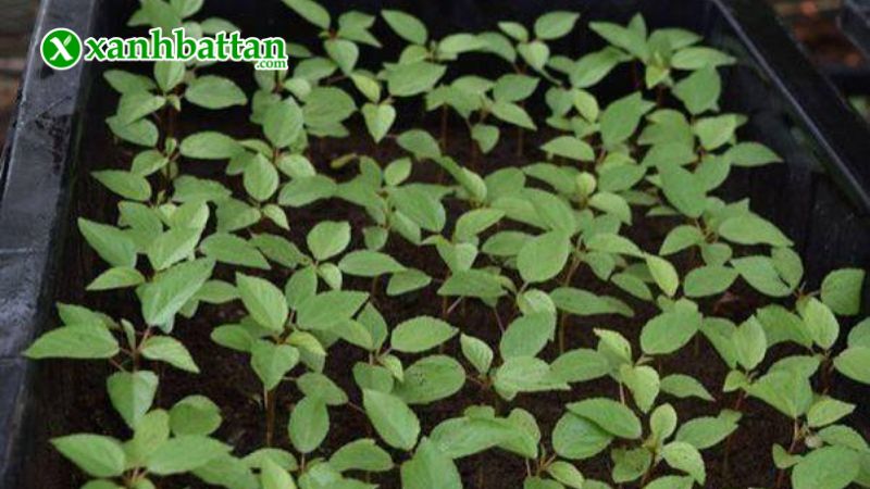 Hướng dẫn cách gieo trồng và bảo quản hạt giống cây rau đay trắng