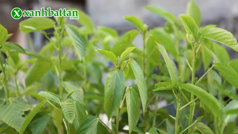 Hạt giống cây rau đay cao sản (rau đay trắng) là gì?