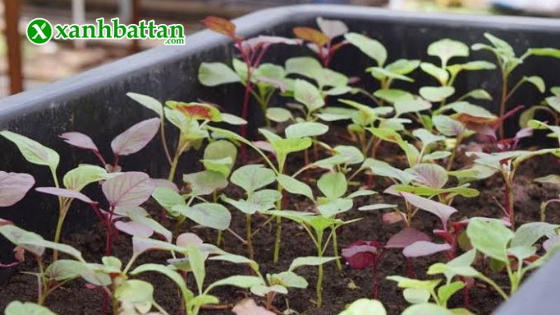 Hướng dẫn cách gieo trồng và bảo quản hạt giống cây rau đay đỏ