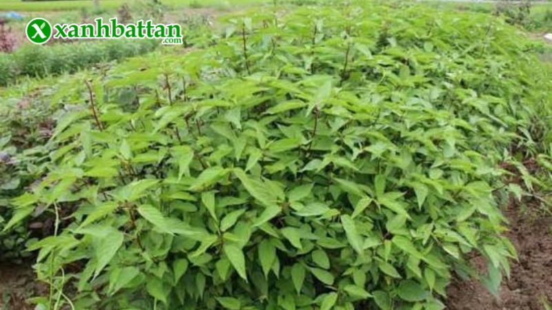 Hạt giống cây rau đay đỏ là gì?