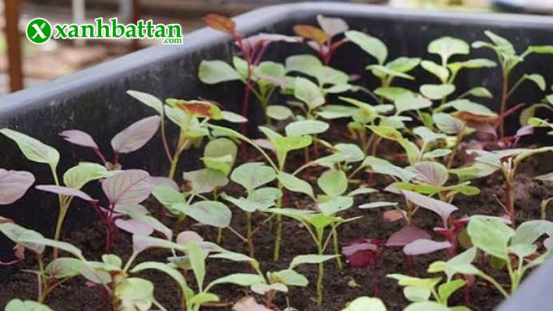 Hướng dẫn cách gieo trồng và bảo quản hạt giống dền 3 màu