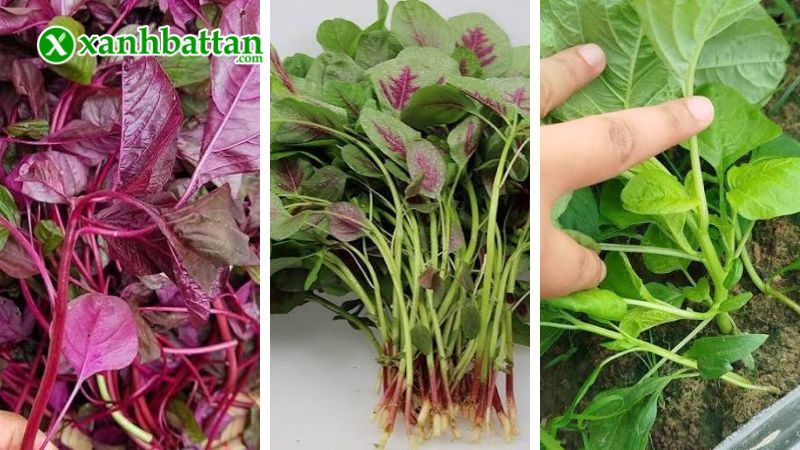 Hạt giống cây rau dền 3 màu là gì?