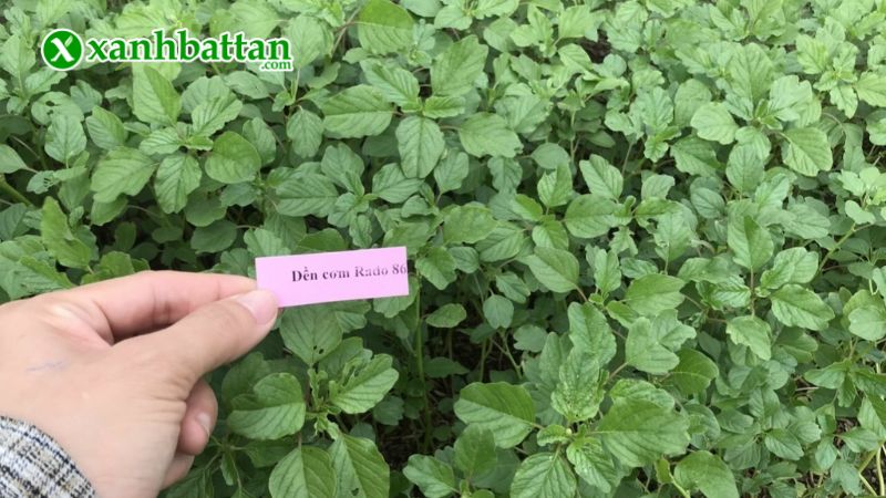Hướng dẫn cách gieo trồng và bảo quản hạt giống cây rau dền cơm