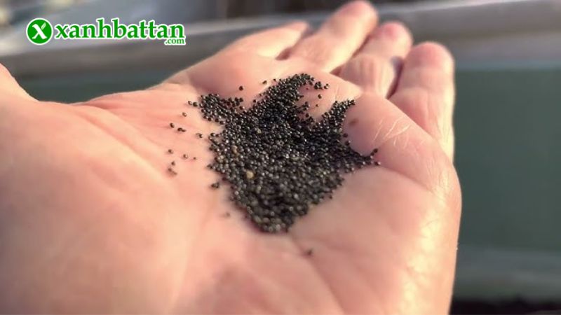 Hạt giống cây rau dền cơm là gì?