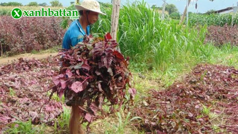 Hướng dẫn cách gieo trồng và bảo quản hạt giống rau dền đỏ