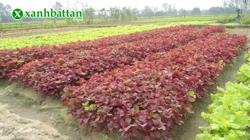 Hạt giống cây rau dền đỏ là gì?