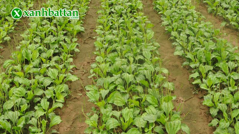 Hạt giống cây rau mã đề là gì?