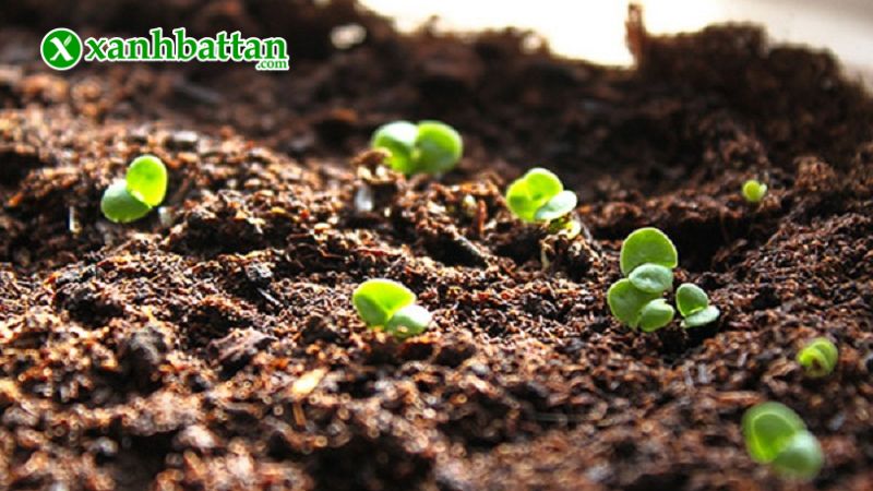 Hướng dẫn cách gieo trồng và bảo quản hạt giống cây rau má