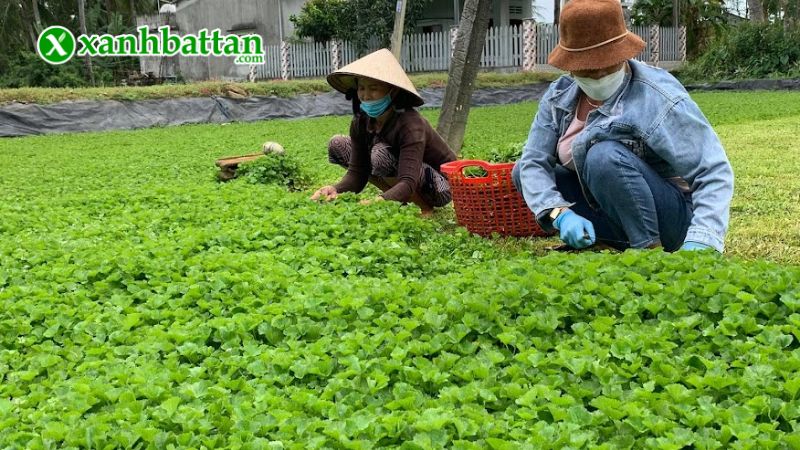 Hạt giống cây rau má là gì?