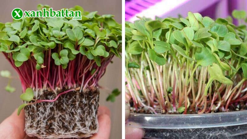Hạt giống cây rau mầm củ cải đỏ là gì?