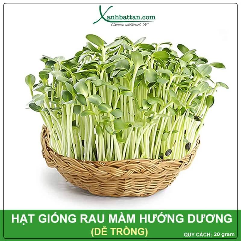 Hạt giống rau mầm hướng dương gói 20gram