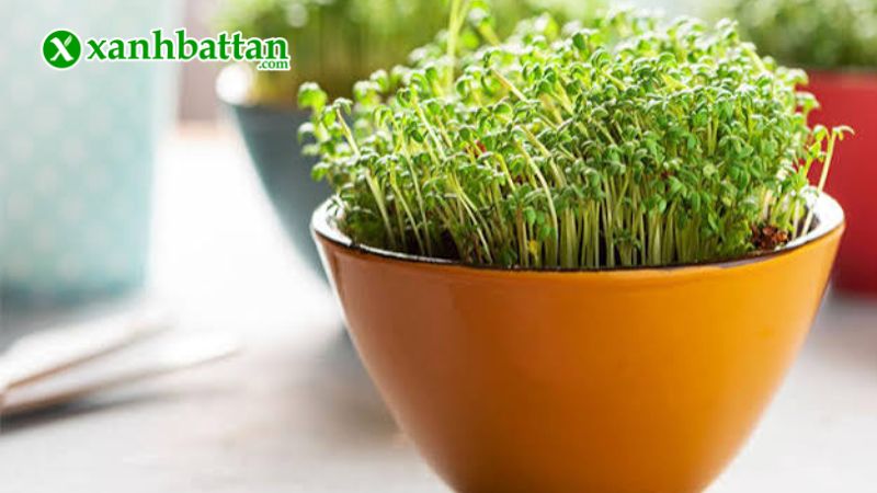 Hạt giống rau mầm hướng dương là gì?