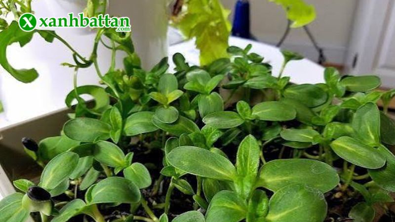 Hướng dẫn cách gieo trồng và bảo quản hạt giống rau mầm hướng dương