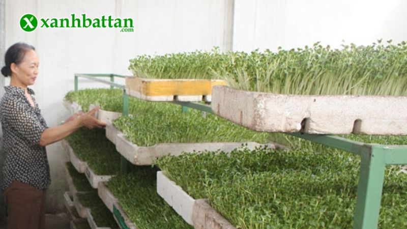 Hướng dẫn cách gieo trồng và bảo quản hạt giống rau mầm thảo dược Methi