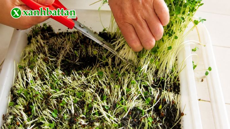 Hạt giống rau mầm thảo dược Methi là gì?