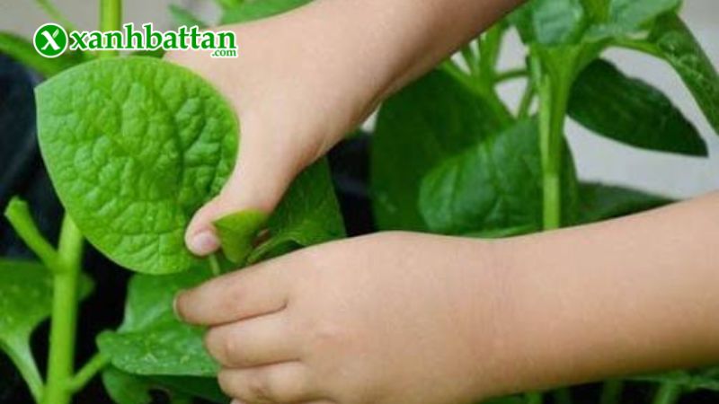 Hướng dẫn cách gieo trồng và bảo quản hạt giống rau mồng tơi