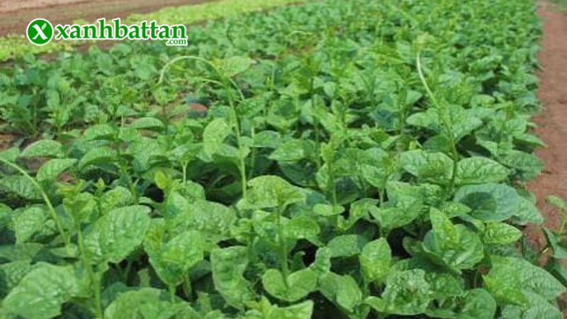 Hạt giống rau mồng tơi là gì?