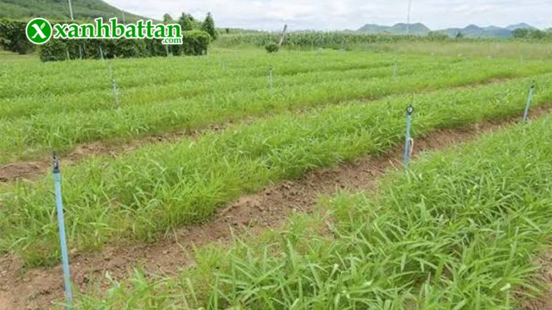Hướng dẫn cách gieo trồng và bảo quản hạt giống rau muống