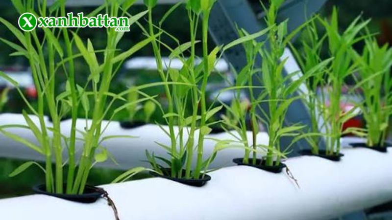 Hạt giống cây rau muống là gì?