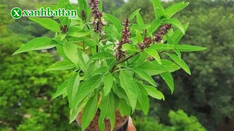 Hướng dẫn cách gieo trồng và bảo quản hạt giống cây rau quế