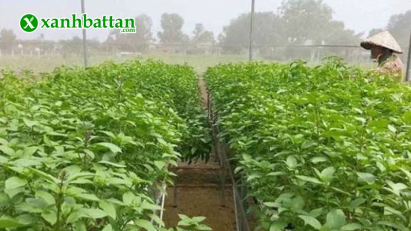Hạt giống cây rau quế là gì?