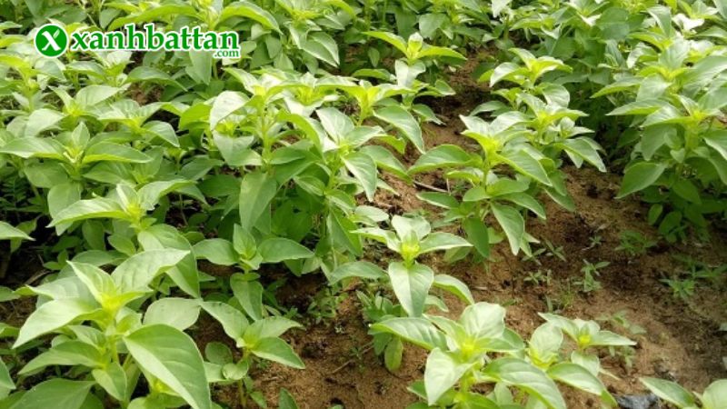 Hướng dẫn cách gieo trồng và bảo quản hạt giống cây rau quế trắng