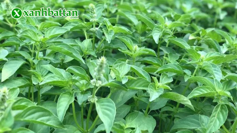 Hạt giống cây rau quế trắng (É trắng) là gì?