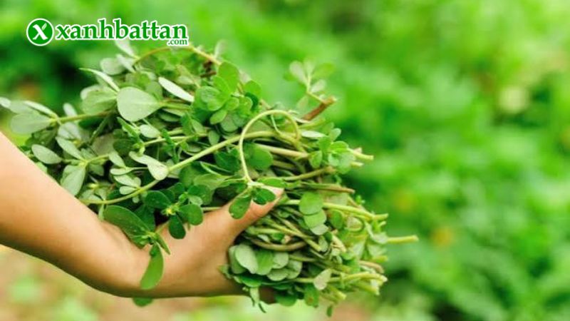 Hướng dẫn cách gieo trồng và bảo quản hạt giống cây rau Sam