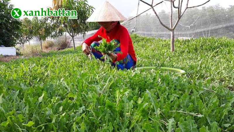 Hạt giống cây rau Sam là gì?