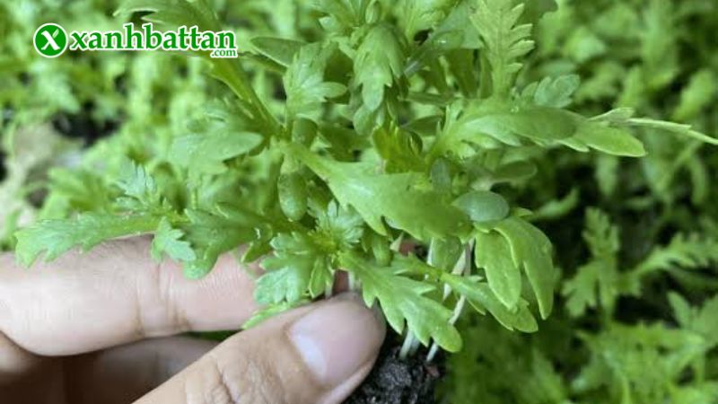 Hướng dẫn cách gieo trồng và bảo quản hạt giống rau tần ô