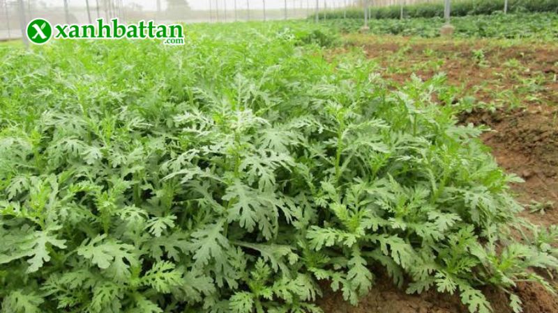 Hạt giống rau tần ô (Cải Cúc) là gì?