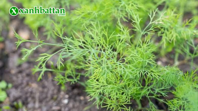 Hướng dẫn cách gieo trồng và bảo quản hạt giống rau thì là
