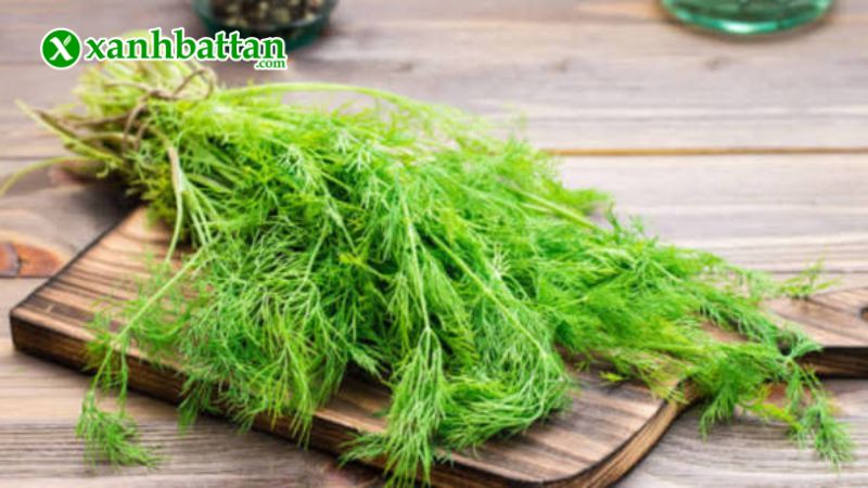 Hạt giống rau thì là là gì?